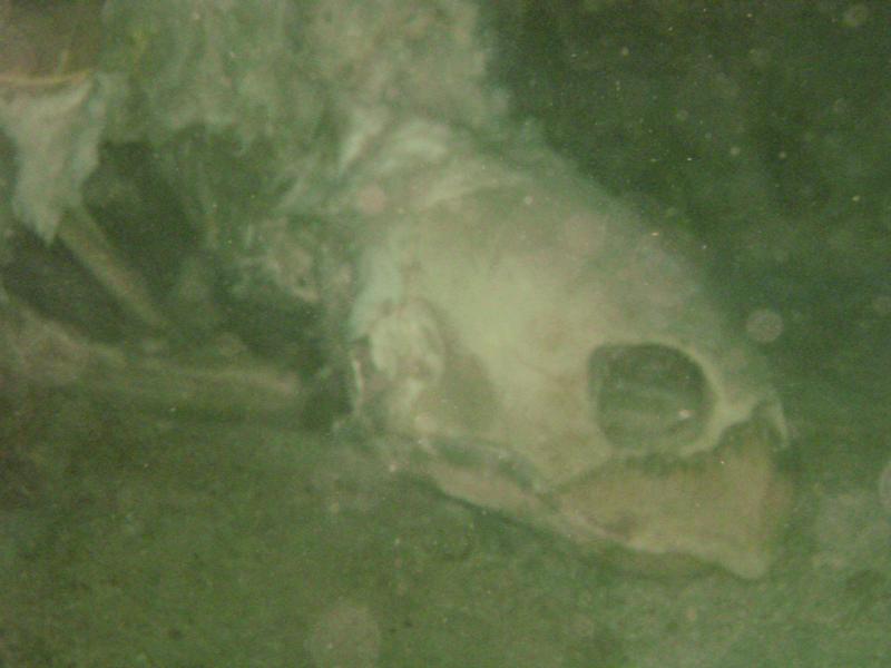 Large Turtle Carcas\Skull