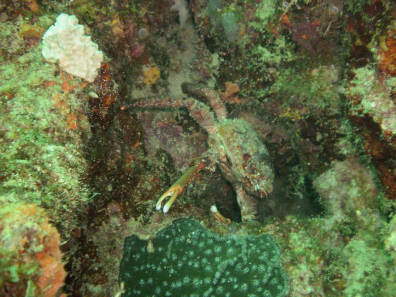 channel clinging crab