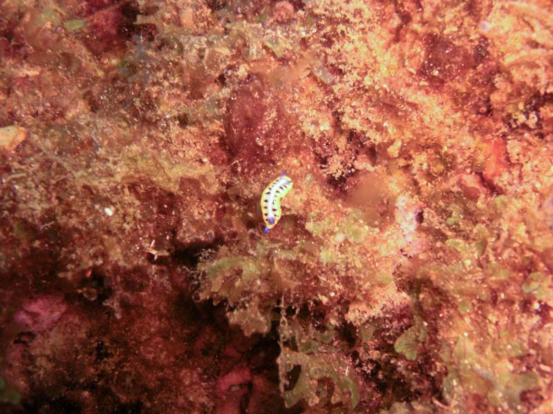 Tiny Nudibranch (2cm)