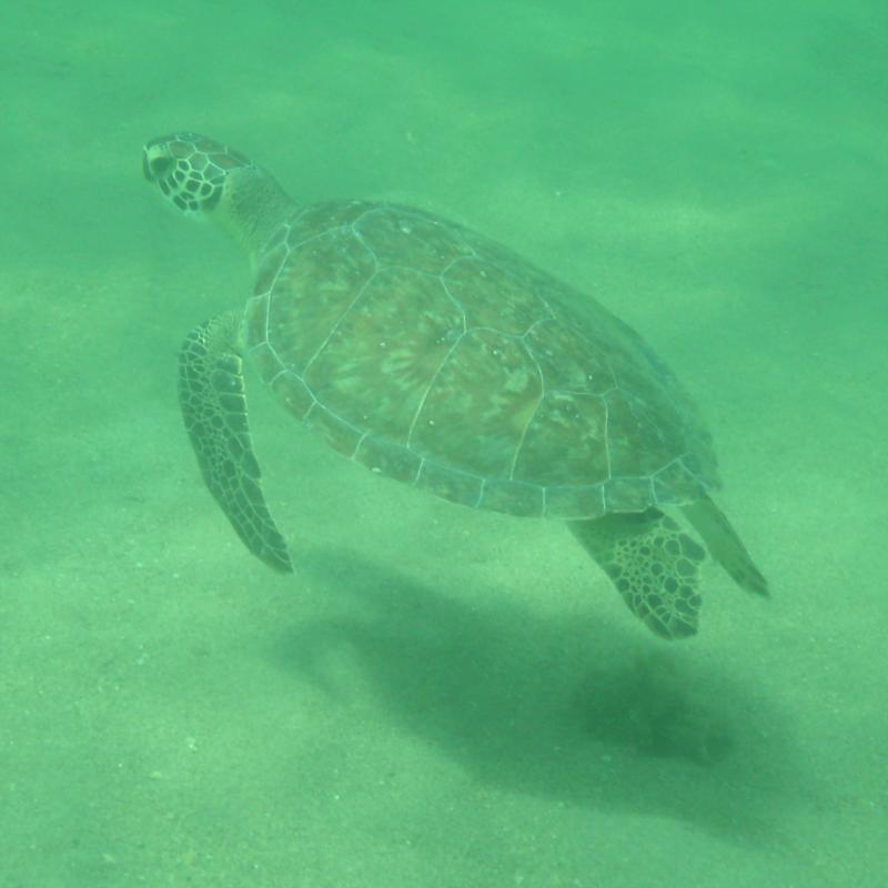 Chris - Commercial Blvd Pier - Sea Turtle