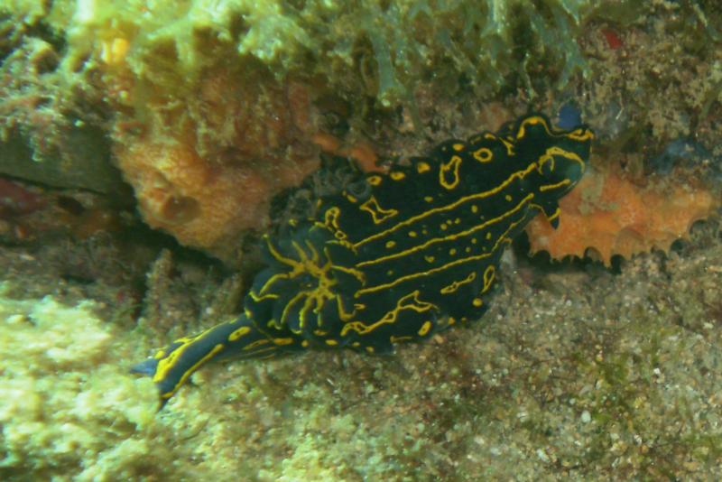 Dark Purple/yellow Nudibranch