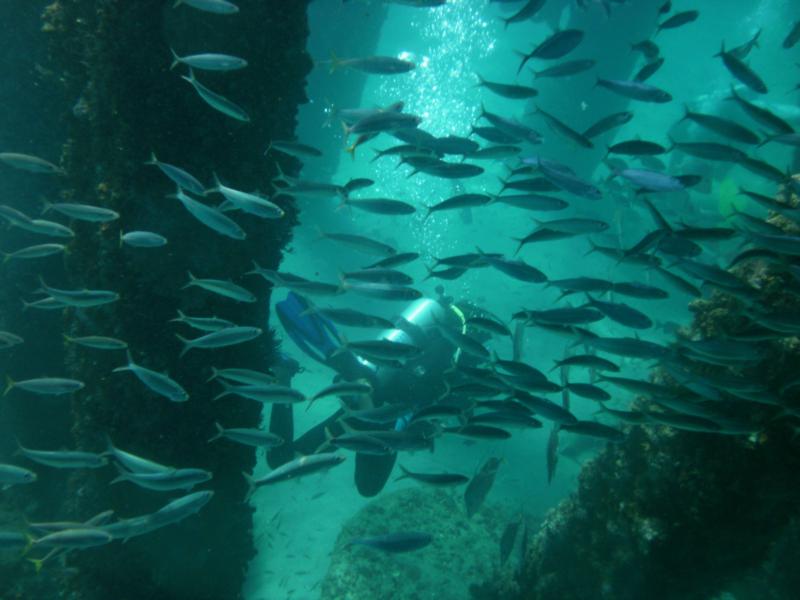 Deerfield Pier Clean Up - schools