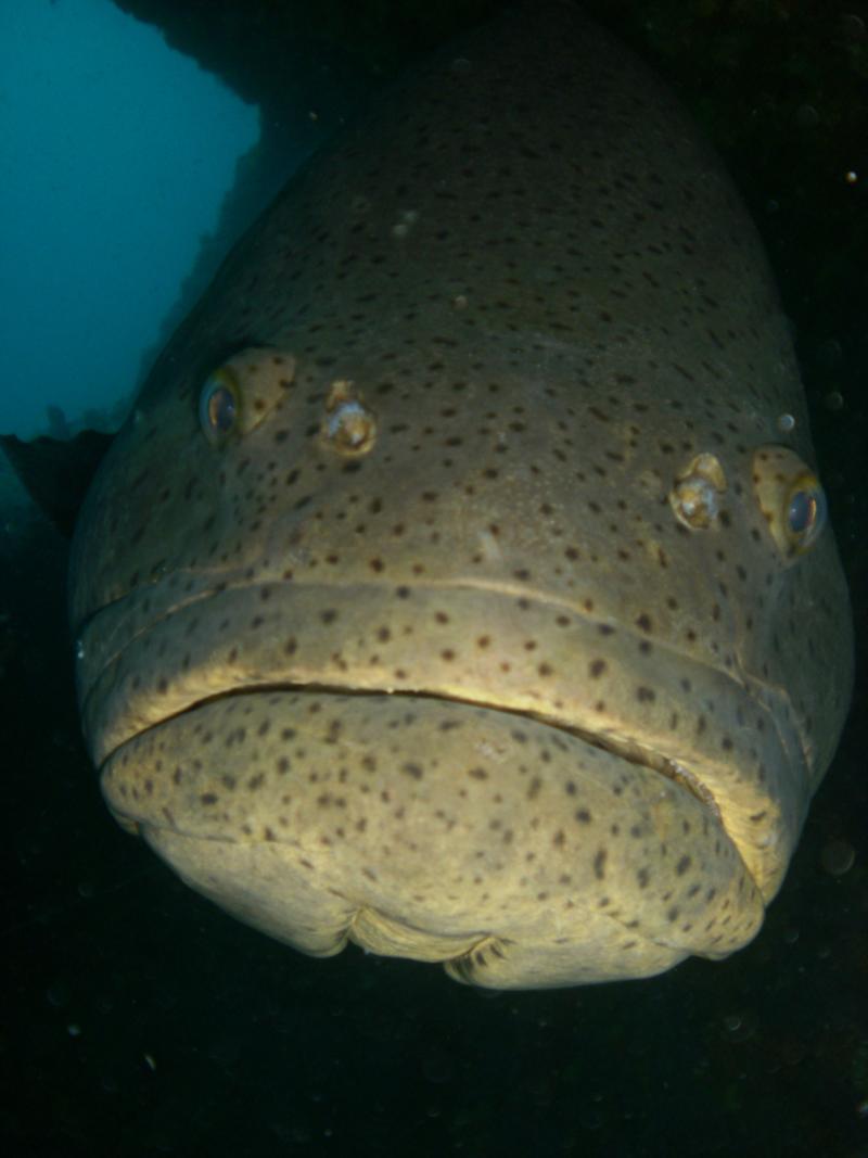 Jew Fish - Goliath Grouper - Boyton Beach