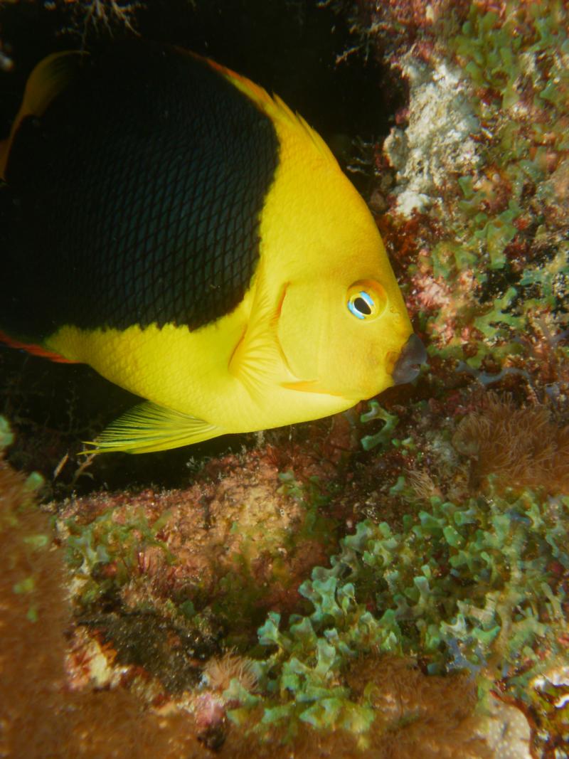 Angelfish-Yellow & Black rock Beauty