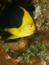Angelfish-Yellow & Black rock Beauty