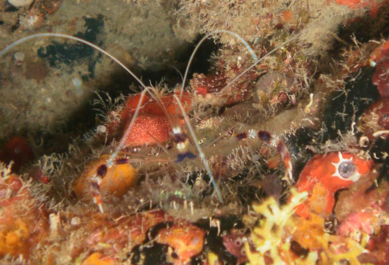 Anemone Shrimp-Brown spotted