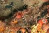 Anemone Shrimp-Brown spotted