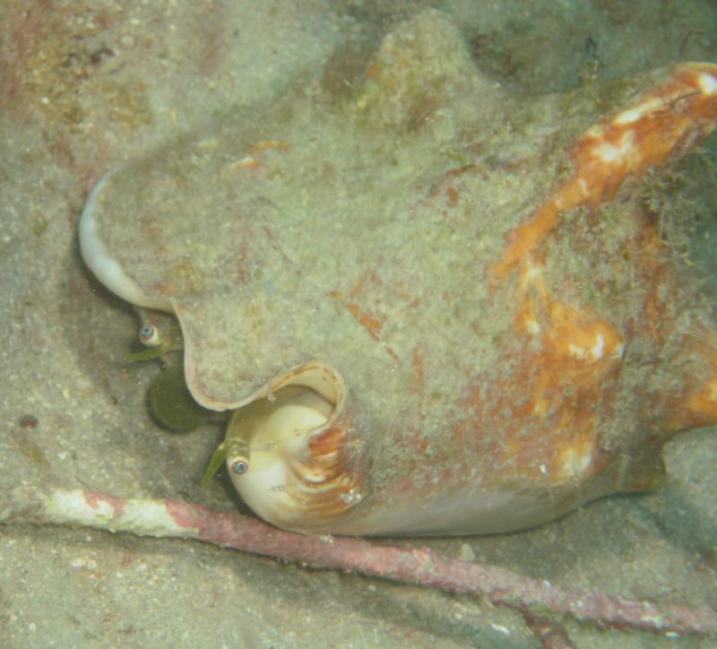 Conch taking a peek outside