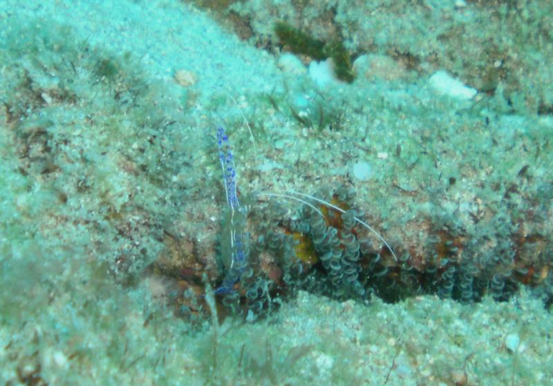 Blue spotted anemone shrimp
