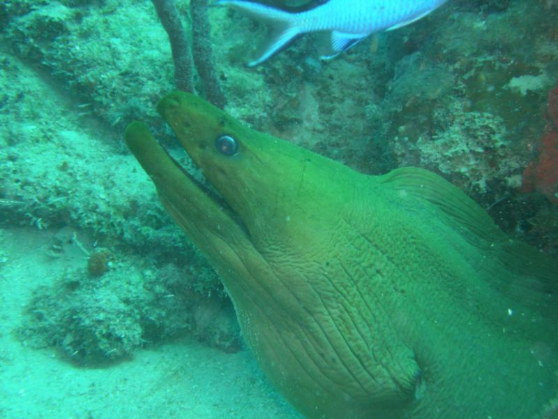 Green moray eel up close