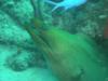 Green moray eel up close