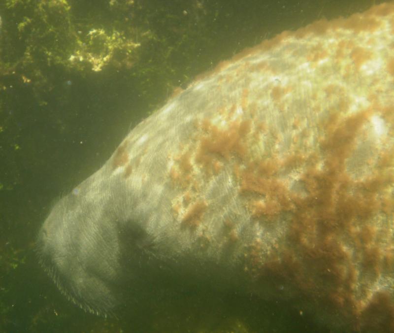 Manatee - Key Largo