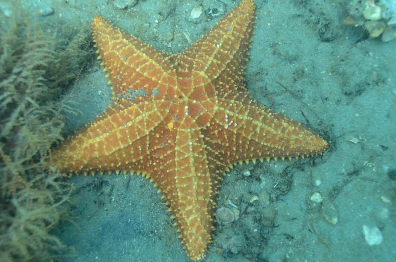 Blue Heron Bridge, starfish