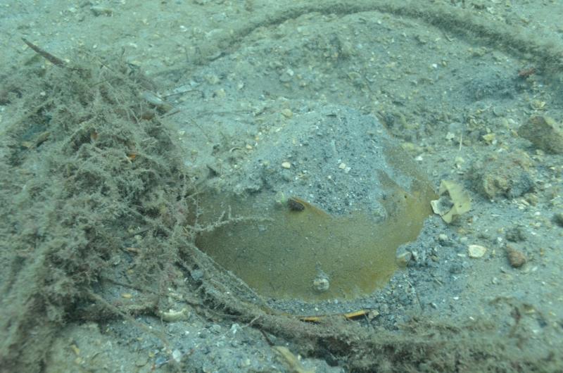 horseshoe crab - Blue heron bridge