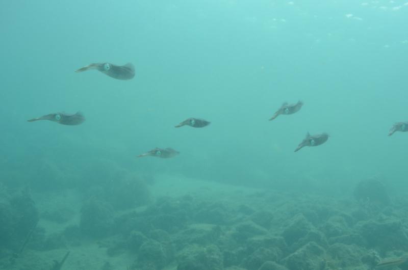 School of squid - blue heron blvd bridge