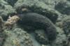 Sea cucumber 2-3 ft long