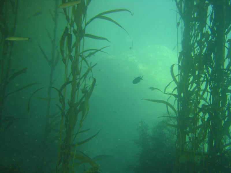 Kelp forets