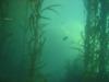 Kelp forets