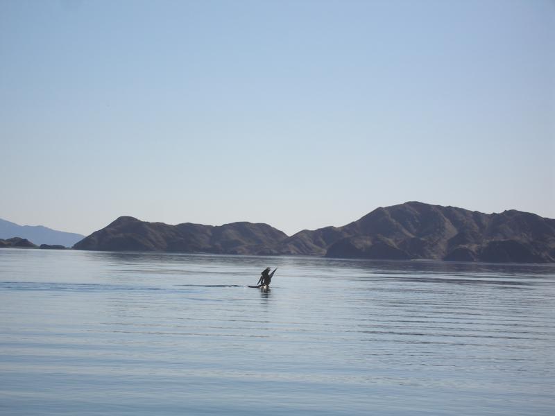 Bahia de los Angeles