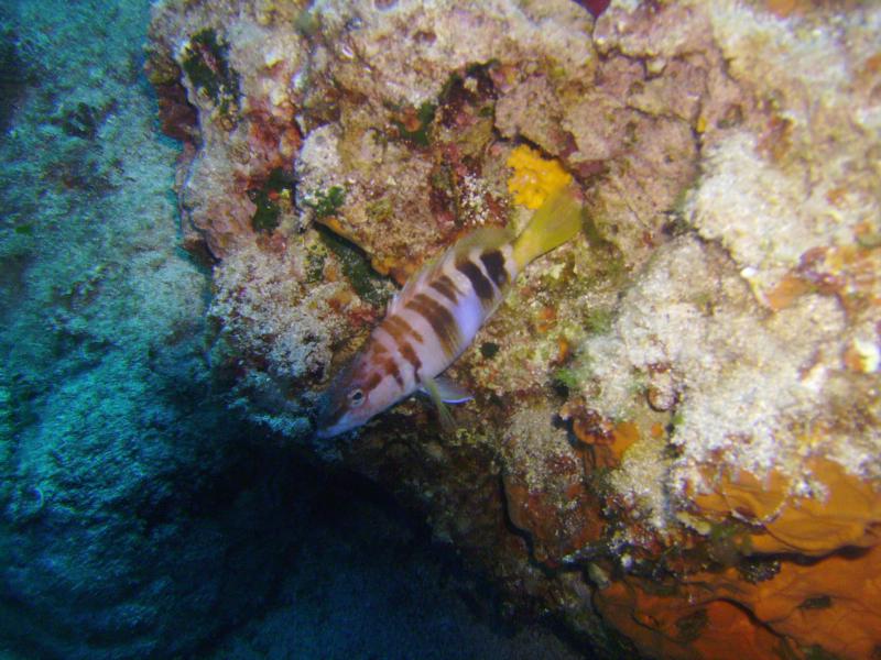 Rock fish from Stavros beach 