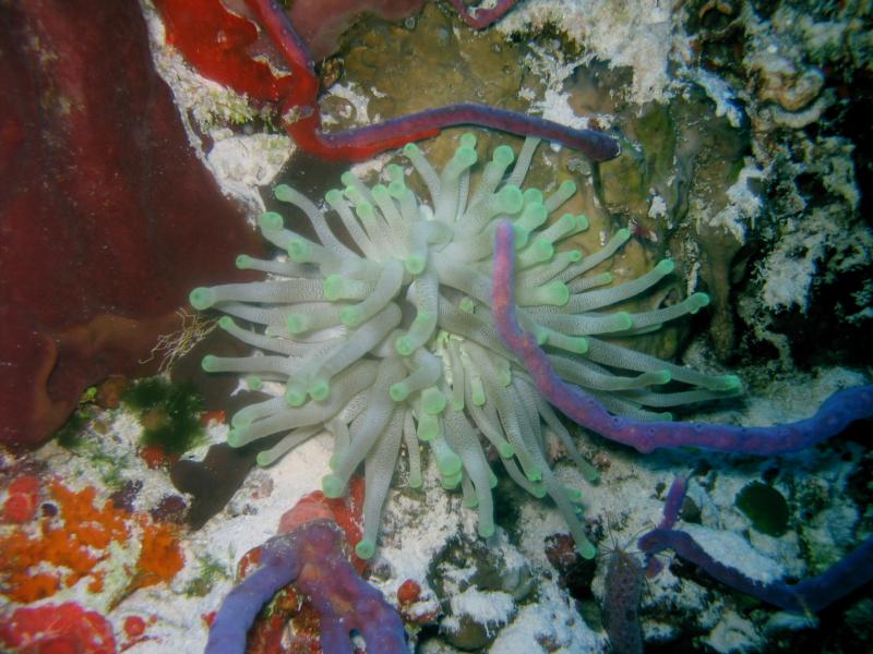 Anemone