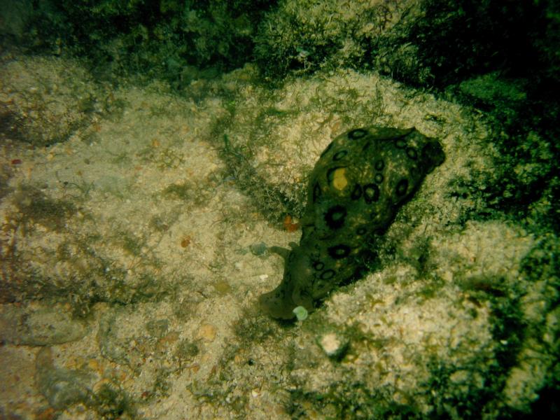 Sea Hare at Hotel Barracuda