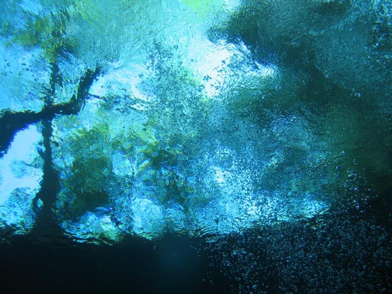 Looking up in Ginnie Springs