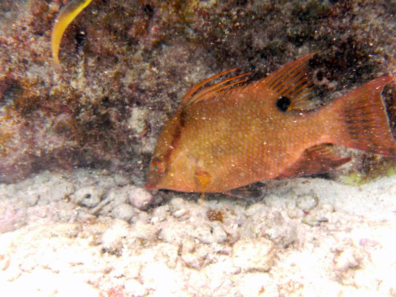 Hogfish Key Largo