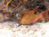 Hogfish Key Largo - Div4fun