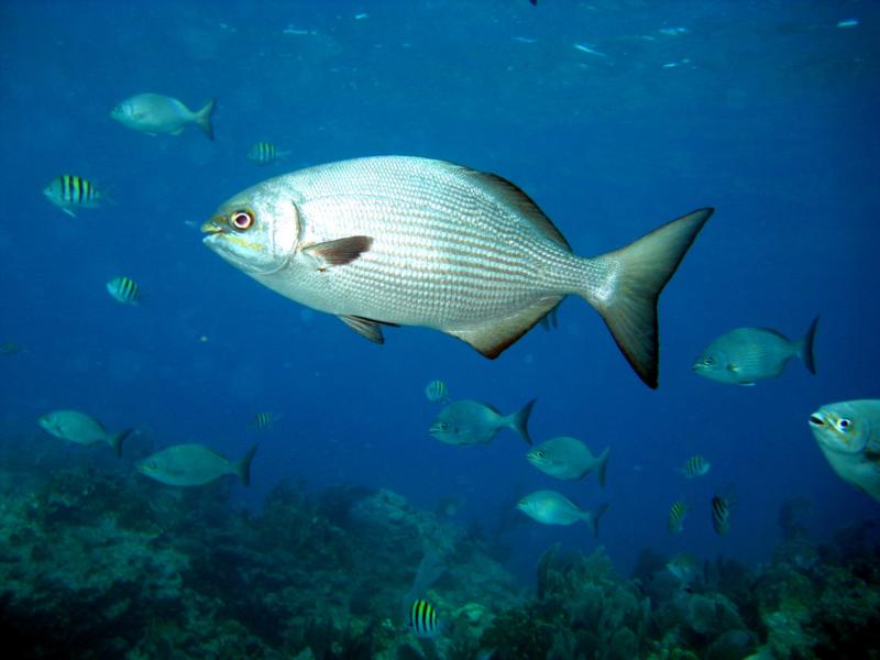 Key Largo