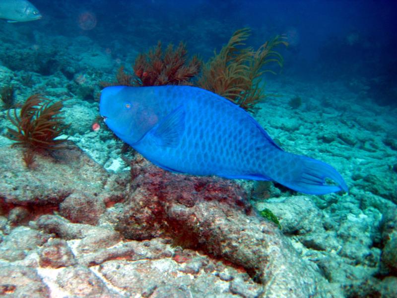Key Largo