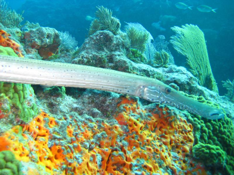 Key Largo