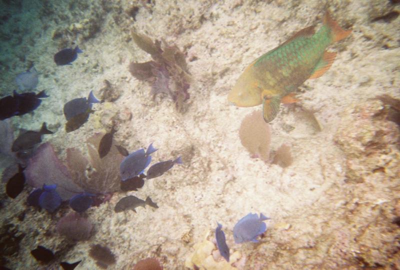 Parrotfish and Blue Tangs