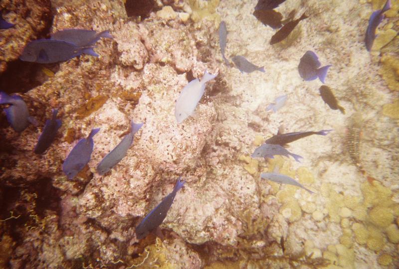 Blue Tangs 