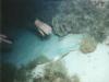 Sandi and Octopus-Belize