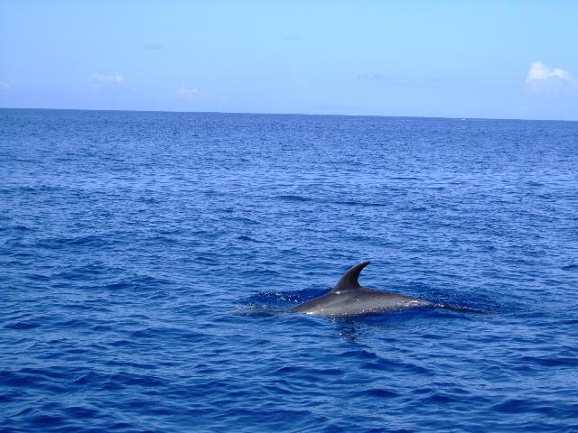 Dolphins at dive sight, Oahu, HI-2009