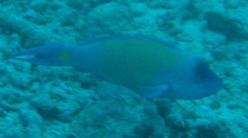 Not very colorful parrot fish, Oahu-2009