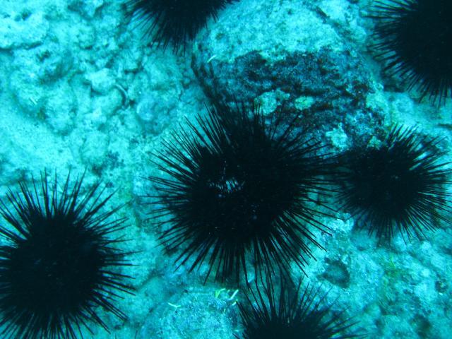 Sea Urchins-Oahu, HI-May 2009