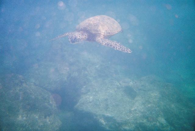 Sea Turtle, Shark’s Cove, Oahu, HI-May 2009