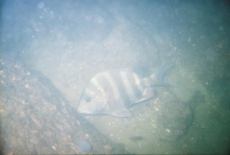 Sheepshead in Ft Pickens