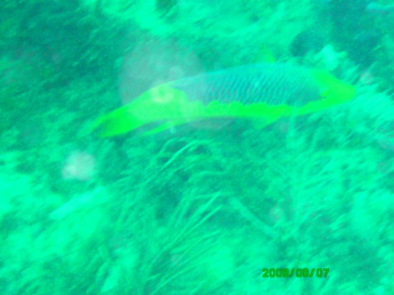 Kaptain’s Kurls Reef, and Julie’s off of Jupiter, Florida