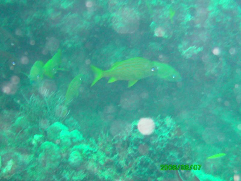 Kaptain’s Kurls Reef, and Julie’s off of Jupiter, Florida