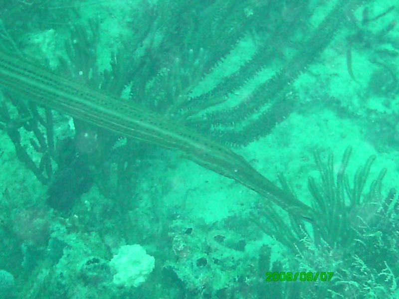 Kaptain’s Kurls Reef, and Julie’s off of Jupiter, Florida