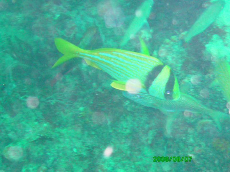 Kaptain’s Kurls Reef, and Julie’s off of Jupiter, Florida