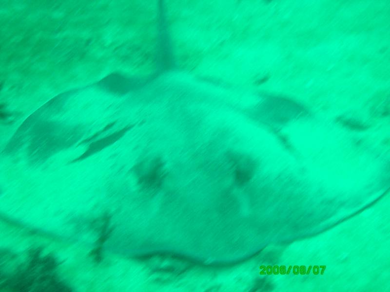 Kaptain’s Kurls Reef, and Julie’s off of Jupiter, Florida
