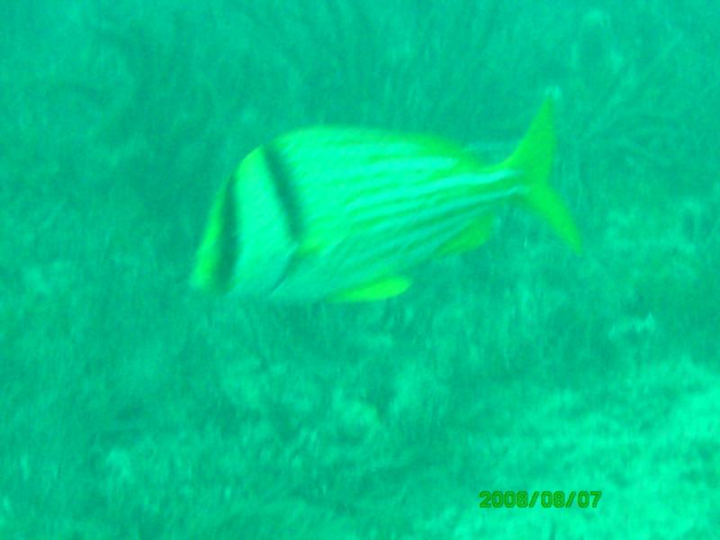 Kaptain’s Kurls Reef, and Julie’s off of Jupiter, Florida
