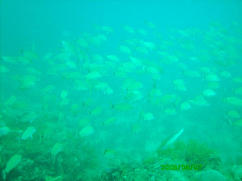 Kaptain’s Kurls Reef, and Julie’s off of Jupiter, Florida