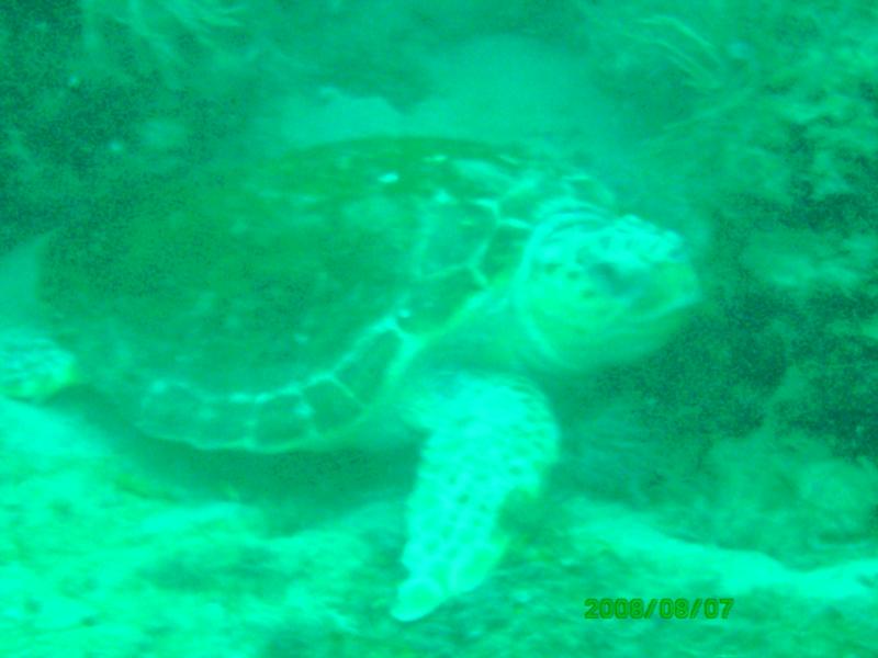 Kaptain’s Kurls Reef, and Julie’s off of Jupiter, Florida