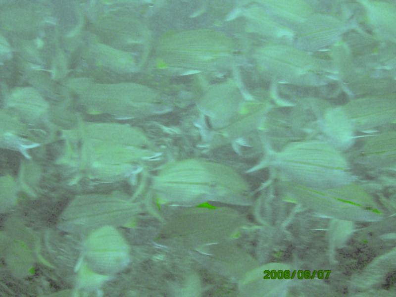 Kaptain’s Kurls Reef, and Julie’s off of Jupiter, Florida