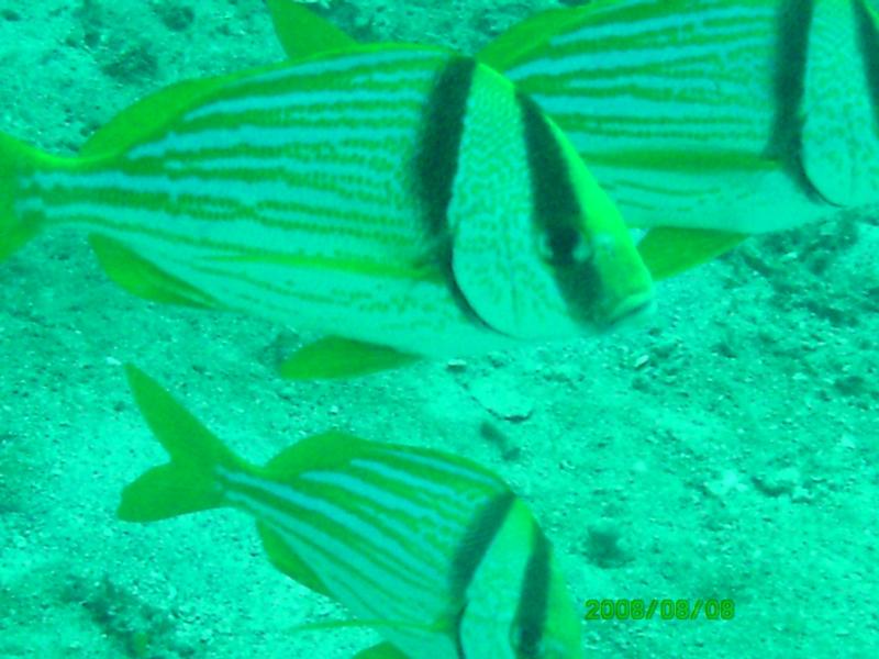 Kaptain’s Kurls Reef, and Julie’s off of Jupiter, Florida